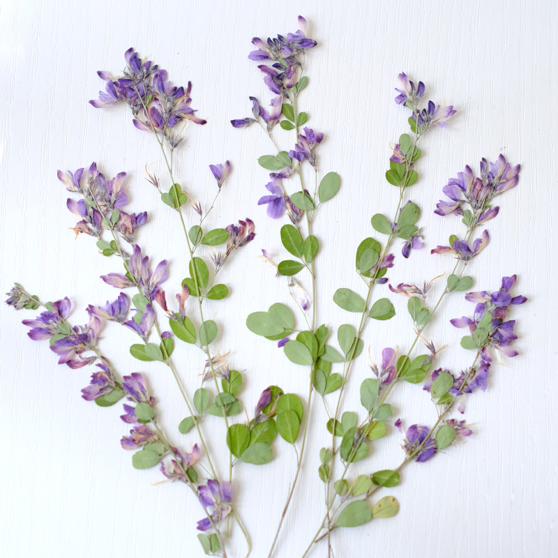 6個入り、天然レスペデザのドライプレスフラワー、植物標本絵画 - Resin Art Baby のレビューと価格